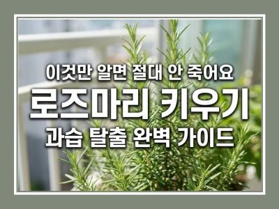 로즈마리 키우기